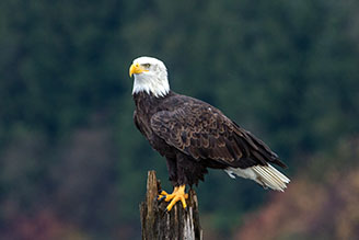 Bald Eagle