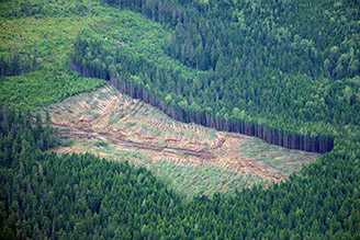 BC Forestry Clearcut, Sam Beebe