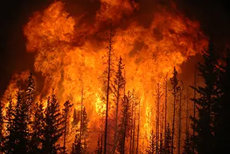 Forest Wildfire